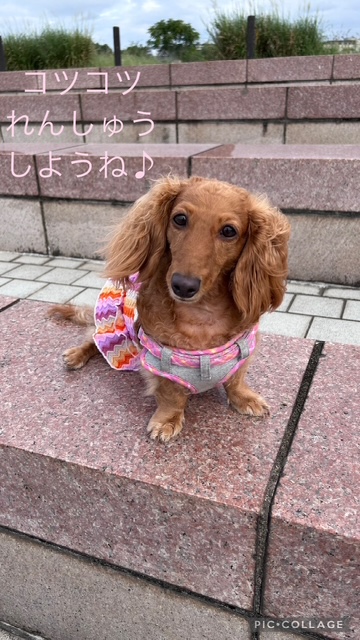 リリー25’10月